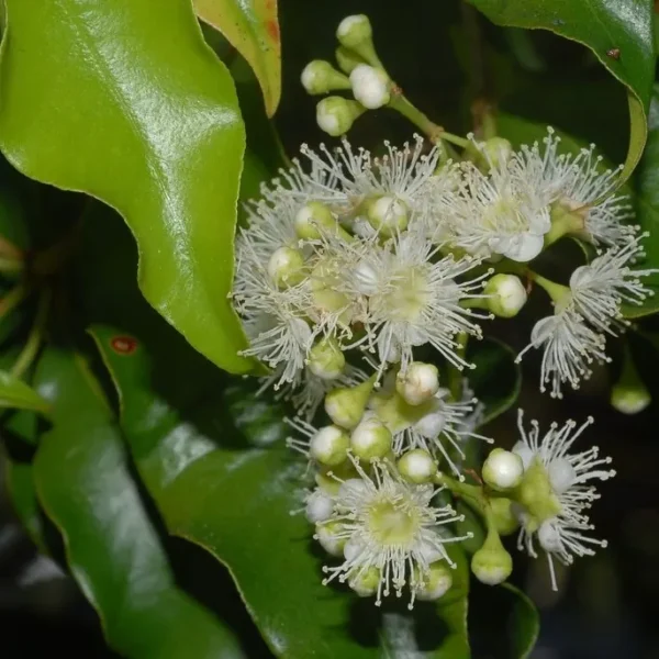 Bundarra Bush & Aniseed Myrtle Liqueur