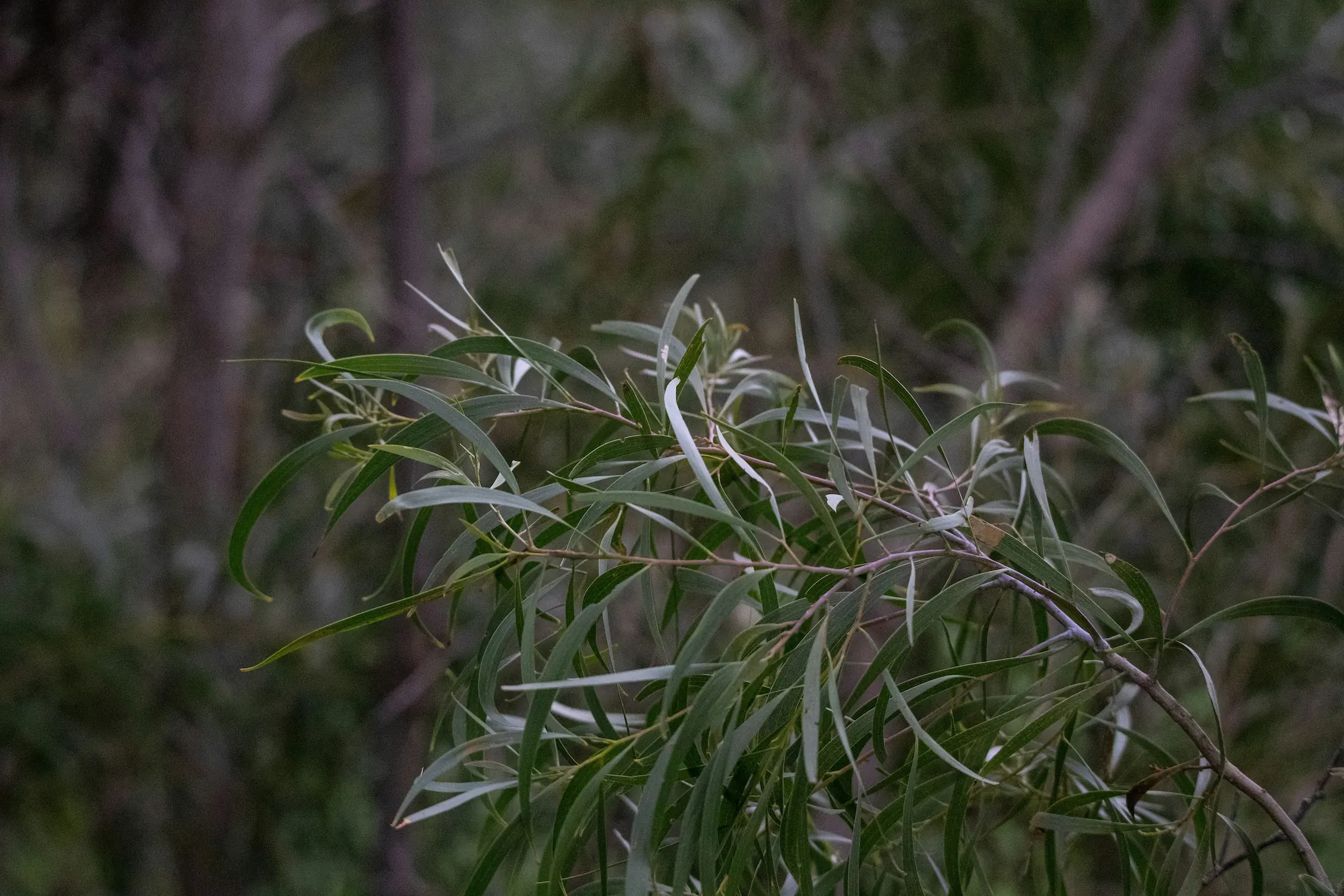 Australian native Eucalyptus branches with narrow grey green drooping leaves in natural bushland — The Forest Shop Australia
