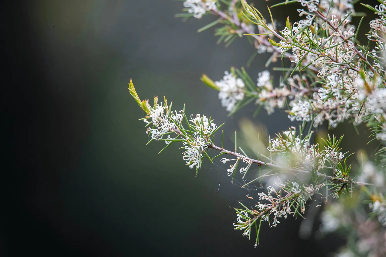 Australian native Hakea white wildflowers with needle like foliage — The Forest Shop Australia

