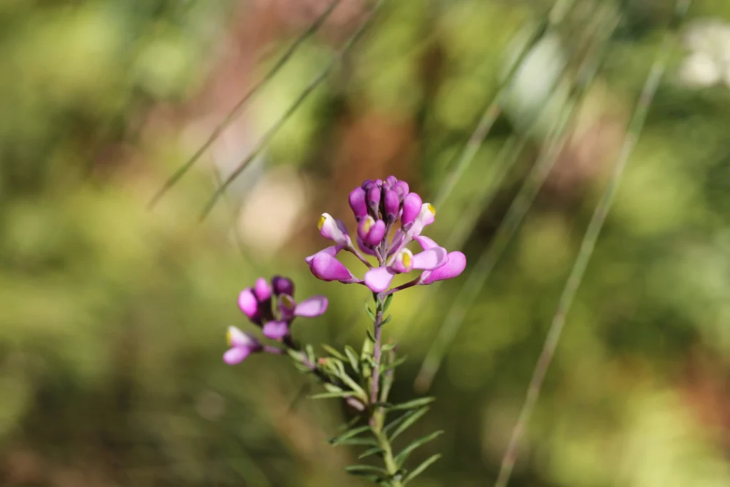 Comesperma ericinum Heath Milkwort with magenta pink wildflowers blooming in Australian bushland — The Forest Shop Australia
