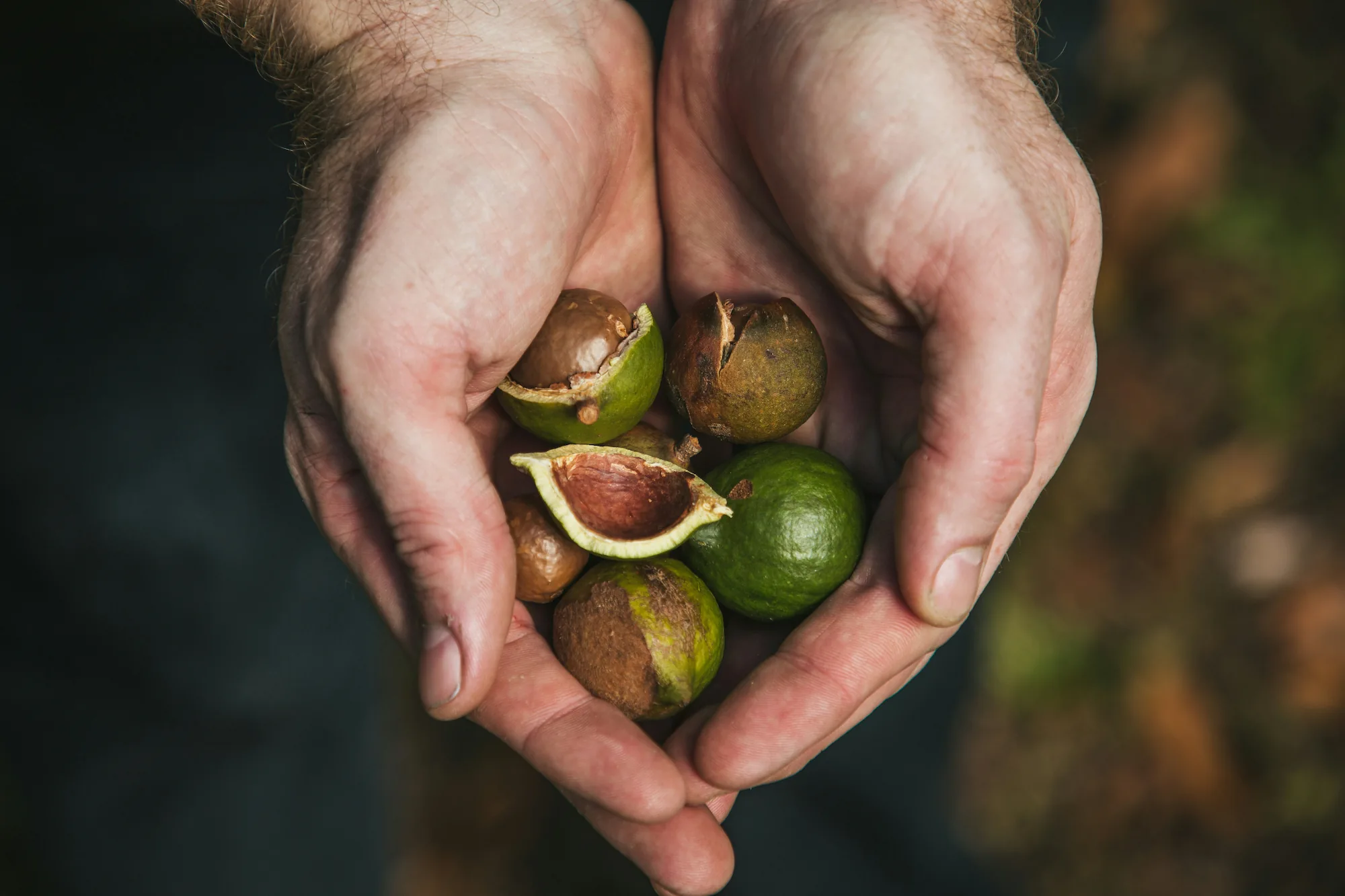 Hands holding freshly harvested Australian Macadamia nuts with green husks and cracked shells — native bush food from The Forest Shop Australia